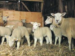 So sehen putzmuntere L�mmer im Kreise ihrer M�tter aus.&copy; Hibbeler