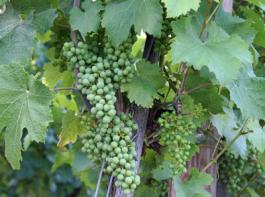 Bayerische Weine europaweit gesch�tzt