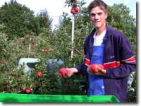  apfelernte, apfel, mann, ausbildung