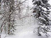 Wald-Schnee-Peter-Kirillov_.jpg