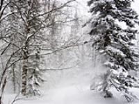 Wald-Schnee-Peter-Kirillov_.jpg 