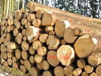 Holzpolder_graf.jpg 