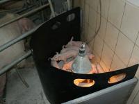 Treibebrett_Ferkel.jpg 