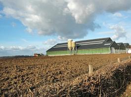Gro�st�lle in den Niederlanden m�ssen mit einer gesetzlichen Begrenzung der Tieranzahl rechnen.&copy; agrar-press