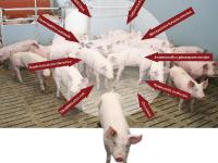 _schwein_prdc.jpg 