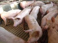 mastschweine_stall.jpg 