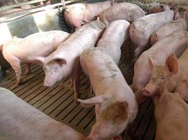 Die Zahl der Schweinehalter in NRW sinkt. Daf�r steigt die Anzahl an Schweinen je Betrieb.&copy; landpixel