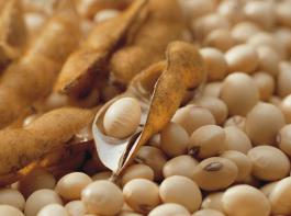 Sojschrot verlor zum Wochenschluss an der CBoT �ber 16 Dollar.&copy; Bayer CropScince