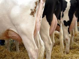 Obwohl einige K�he wegen des Dauerfrostes weniger Milch geben, wird eine Superabgabe wahrscheinlicher.&copy; M�hlhausen/landpixel