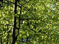Buchen Buchen, Forst, Wald