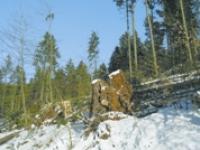 11-10-Vordruck-Holzmarkt Foto 1.jpg 