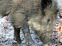Wildschwein.jpg 