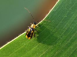 Erstmals wurden im Rahmen eines Monitorings K�fer in einer Falle in Hessen gefunden. &copy; Landwirtschaftskammer NRW