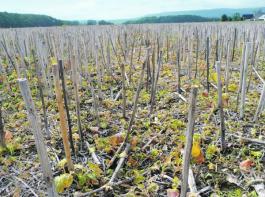 Die klassische Infektion von Phoma beginnt durch Sporen�bertragung auf die Neusaaten im Herbst. &copy; Raupert