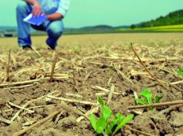 Mulchsaat f�hrt wegen der reduzierten mechanischen Unkrautbek�mpfung oft zu h�herem Unkrautdruck. &copy; Foto: Landpixel