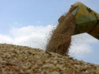 wheat.jpg Weizen, Ernte