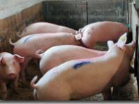  jungsauen, schweine, stall