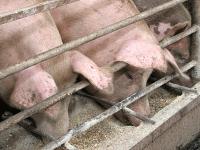 Mastschweine.gif 
