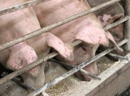 Neun Schweinemastbetriebe gelten als 