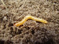  drahtwurm, agriotes, schnellk�fer