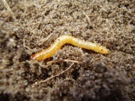 Das Insektizid Santana hat eine befristete Zulassung gegen den Drahtwurm erhalten.&copy; Ritter