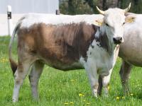 Blueem-Rind_VHScherrer.jpg 