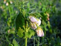 _Erbse_Bluete_1-ID4311.jpg 