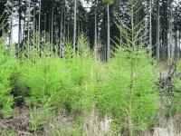 WaldPraxis_EuropL�rche_Foto_web.gif 
