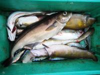 Fische.jpg 