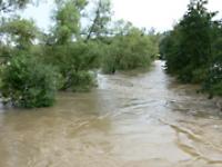 hochwasser_baeume.jpg 