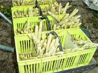 temp Image