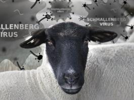 Der Schmallenberg-Virus wurde jetzt auch in Th�ringen und Frankreich nachgewiesen.&copy; Beuermann/landpixel