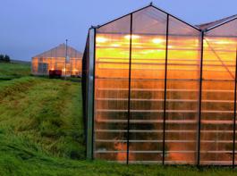 Hier wachsen Gurken, Tomaten und Paprika. Dank billigen Stroms und warmem Wasser kann Island seinen Gem�sebedarf ann�hernd selbst decken. Es gibt sogar eine Hochschule f�r Gem�seproduktion unter polaren Bedingungen (Bild: Catrin Hahn).
