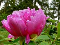 Regentropfen_Blume.jpg 