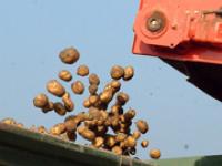 af_HolmerKartoffel.jpg Kartoffeln, Ernte, Anh�nger