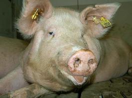 Die Verkaufserl�se reichen derzeit nicht aus, um die Kosten der Schweinehalter zu decken.