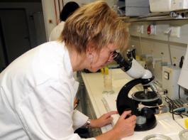 Bei dem zun�chst in der Wurst vermuteten Darmkeim handelt es sich um sogenannte Shiga-Toxin produzierende Escherichia coli (Stec). &copy; M�hlhausen/landpixel