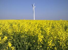 Raps bleibt die wichtigste Energie- und Industriepflanze in Deutschland.&copy; Thomas Nielandt/pixelio.de