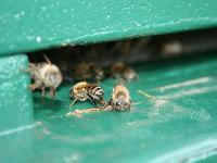 Bienen_ vor_Bienenstock.jpg 
