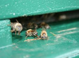 Das Bienensterben hat weitreichende Folgen f�r die die Umwelt und die Nahrungsmittelproduktion.&copy; Landpixel
