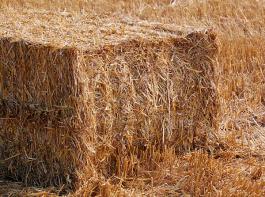 Stroh enth�lt gro�e Mengen Phosphat und Kali - die Asche k�nnte k�nftig Phosphor als D�nger ersetzen. &copy; Andrea H./Aboutpixel.de