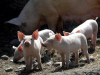 Mutterschwein_Freiland.jpg 