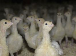 In Putenfleisch wurde ein Erreger entdeckt, der bereits in mehreren europ�ischen Staaten zu Erkrankungen bei Menschen gef�hrt hat.&copy; landpixel.de