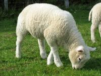 Lamm1.jpg 
