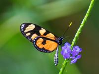 Schmetterling.jpg 