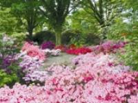 18Rhodo-Bl�tenpracht im Park der G�rten.jpg 