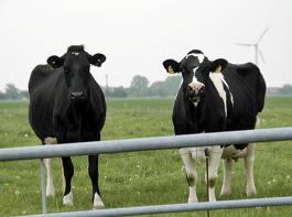 Die tiergerechte Haltung der Milchk�he spielt bei dem Wettbewerb eine wichtige Rolle.