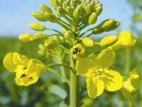 49 Insektizide_Foto.jpg 