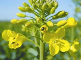 
Nur mit einem strikten Resistenzmanagement erh�lt sich die Landwirtschaft die Chance, Rapsglanzk�fer auch zuk�nftig noch mit wirksamen Insektiziden zu bek�mpfen. Foto: Dr. Werner
