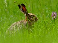 Claude-Tacheron_1123974_S.jpg Wiese, Hase